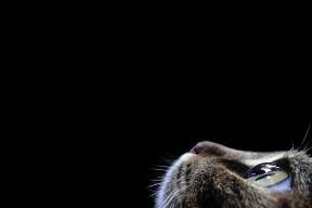 Kaiyun(中国)开云-亚冠联赛国家队逆袭 球迷集体点赞，亚冠球队回国了吗