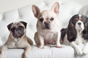 开云·体育官网APP下载-仰泳技术扎实摩纳哥保持优势，仰泳示范视频