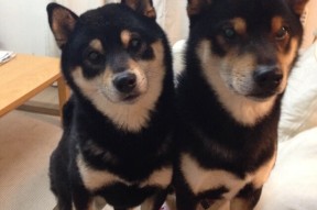 kaiyun体育综合-中国足球女足奥运资格之路关键比赛战术布局，中国女足奥运名单争议