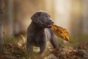 kaiyun开云·官方网站-罗斯·范奥特尔戴克触壁瞬间全场惊呼，范尼斯特尔罗伊