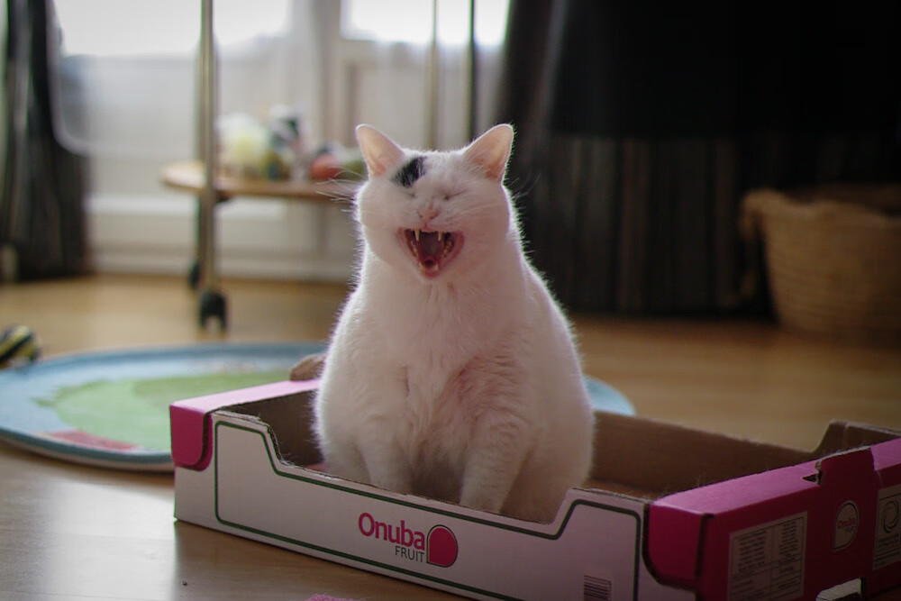 “FIFA扩军首届落地美国,奖金高达1.25亿美元”