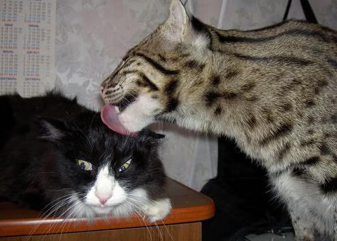 五大联赛体能消耗与赛程密度之间的平衡,体育五大联赛是指