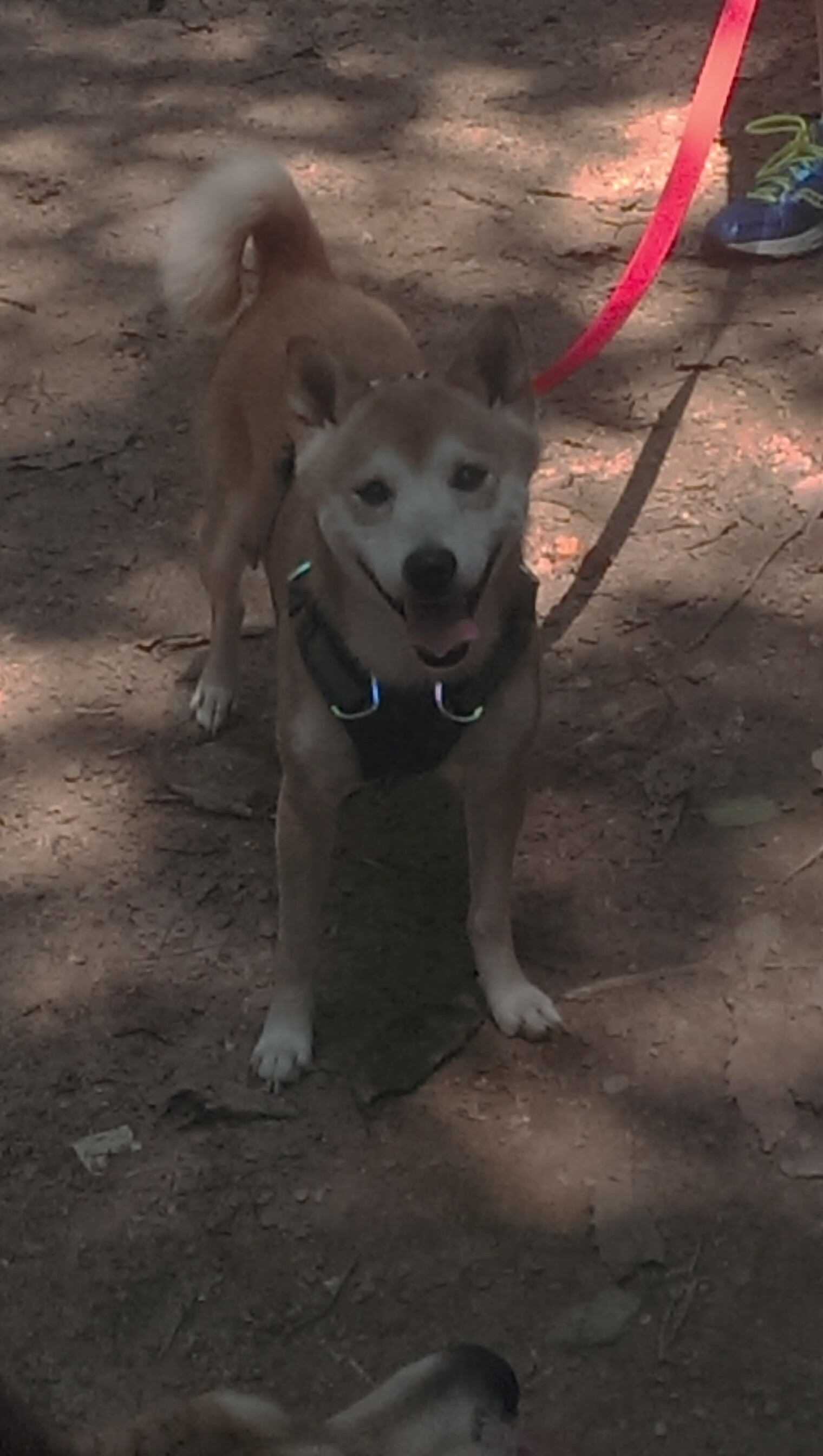 体育新闻中心上线体育健康数据实时监控平台,体育新闻首页