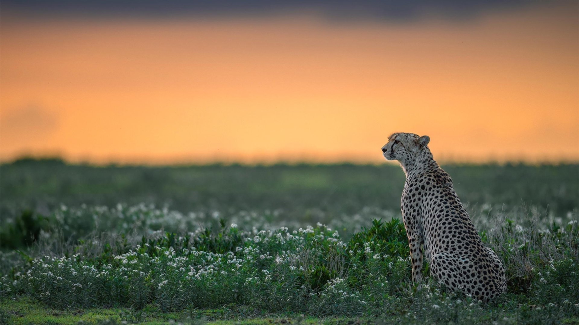 马德里竞技整体实力略胜一筹,马德里竞技整体实力略胜一筹指的是