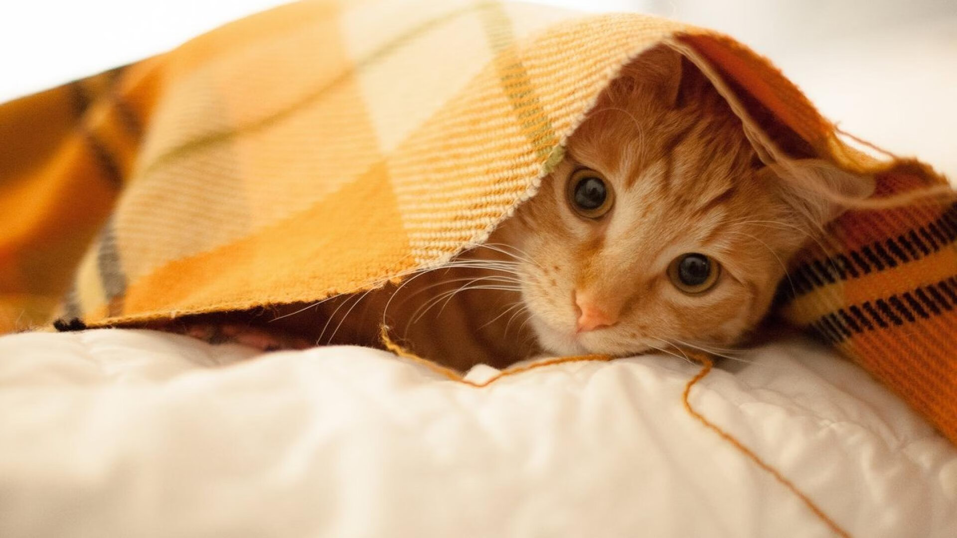 高校体育课堂引入智能穿戴设备监测数据,校园智能体育