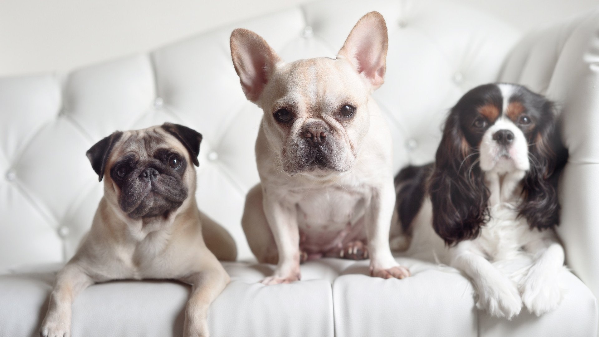 仰泳技术扎实摩纳哥保持优势,仰泳示范视频