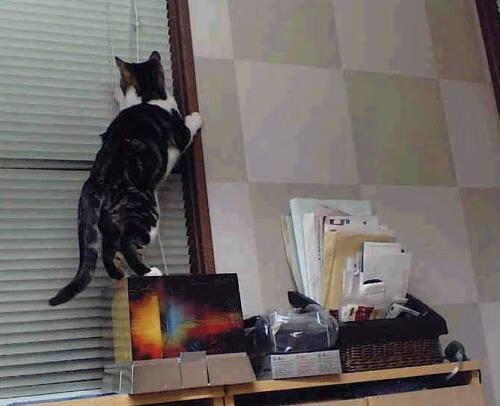 凯尔特人新赛季首次内部分组赛竞争激烈,2016~2017赛季凯尔特人