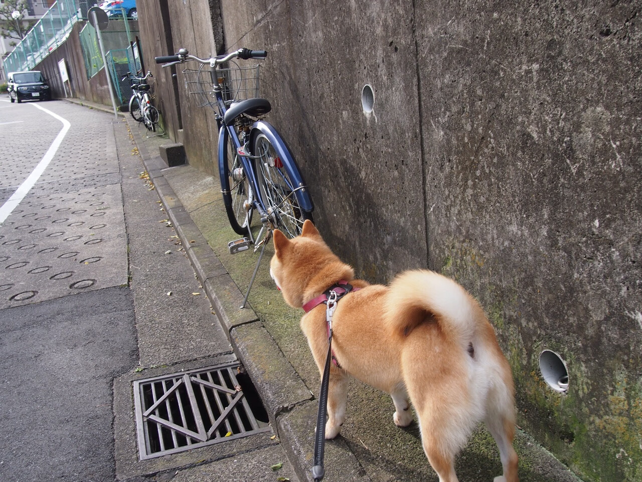 卡特以精湛踢术与冷静决策,令全黑队攻无不克,卡特被哪个球队选中