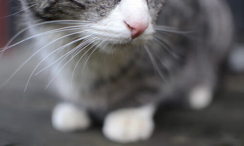 卡特以精湛踢术与冷静决策,令全黑队攻无不克,卡特被哪个球队选中