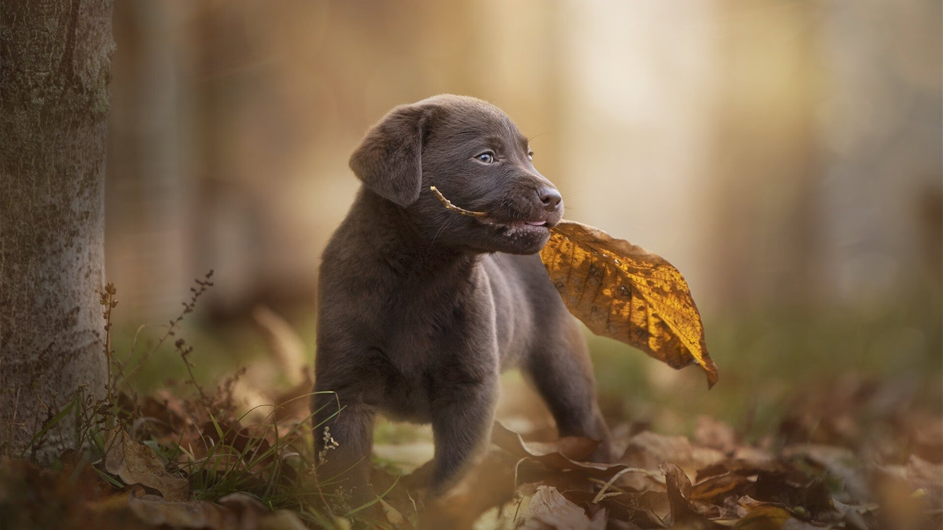 罗斯·范奥特尔戴克触壁瞬间全场惊呼,范尼斯特尔罗伊