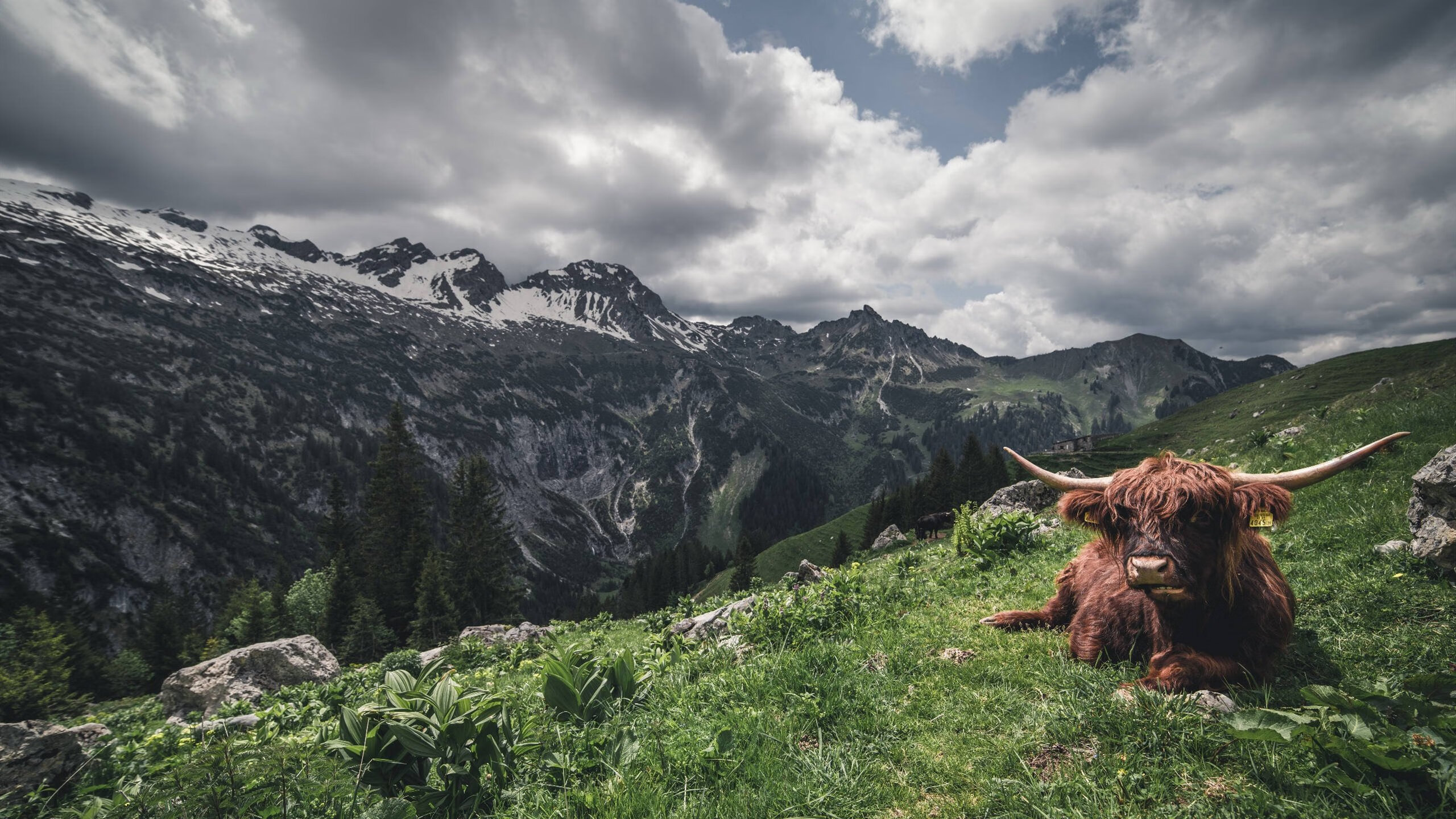 美洲杯激战正酣:精彩绝伦的攻防对决,z美洲杯