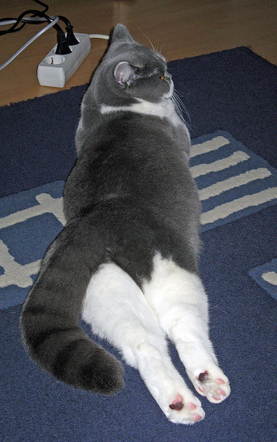 艾比·德尔福:南非队关键时刻的防守英雄,稳步锁定胜利,比尔和艾德