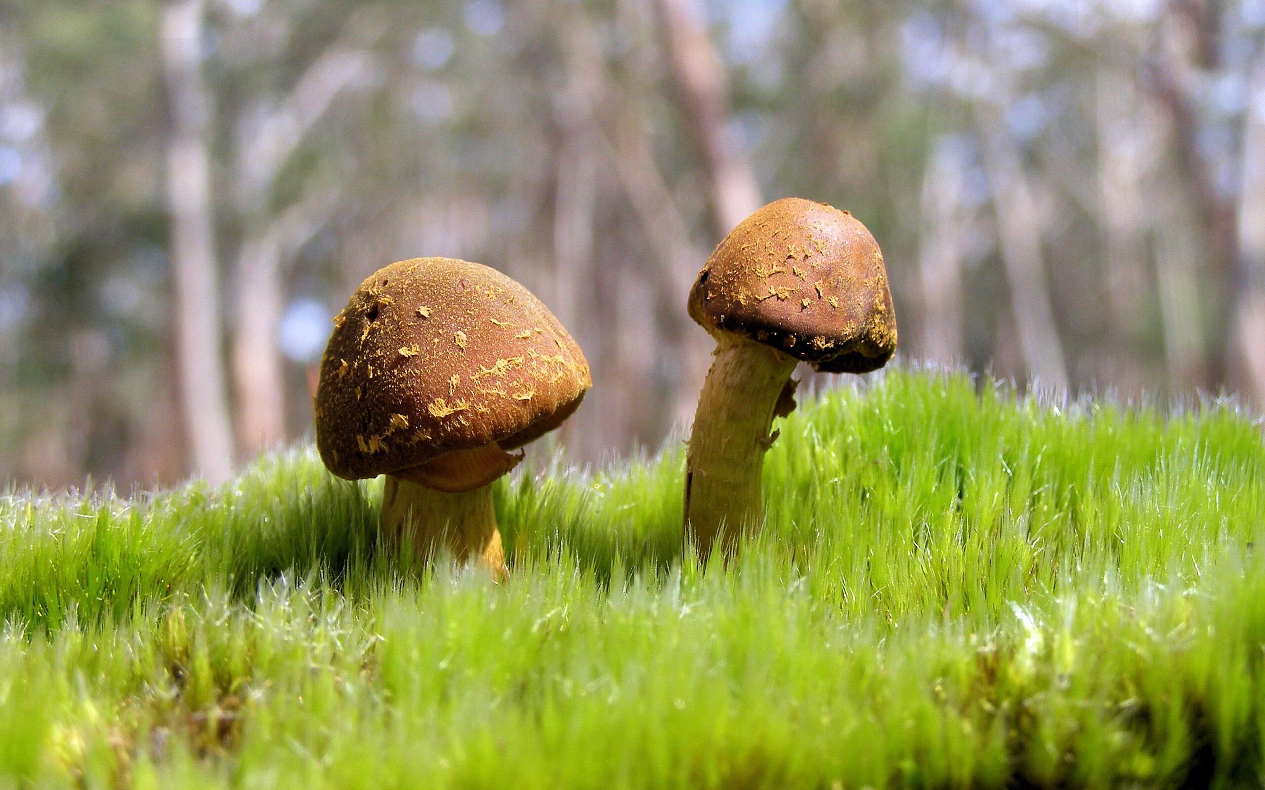 裁判员轮换制度优化,减少争议判罚与疲劳因素,裁判员是否允许被替换下场队员不在中线处出场