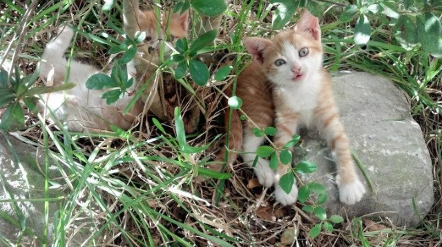 中国足球训练设施智能升级，中国足球训练营
